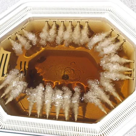 Feriepark Arnyas Thermal Es Ueduelopark Püspökladány